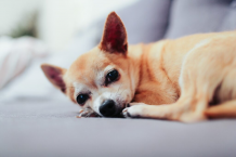 How to Tell If Your Dog is in Pain? - DogExpress