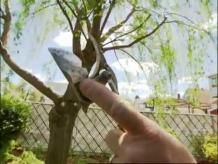 Pruning Pomegranate Trees Video