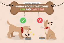 A Quick Guide to Human Foods That Dogs Can and Can&#039;t Eat