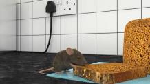 Top 5 Ideas For Removing Rodents From Your House | | Papamommy