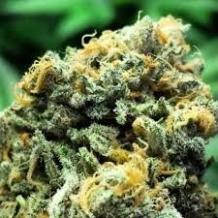 Buy Blue Dream AAA Online @ Low Price