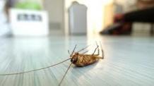  How Can Pests Be Reduced And Controlled Safely By Appointing Pest Control Toronto? - Look 4 Service 