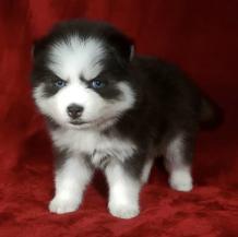 Micro Pomsky-Charles - Pets Shopping Online pomsky puppies