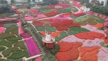 Flower Villages Across Vietnam: The Next Photography Destinations | | Express Digest