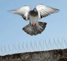 Which Company Provides The Best Quality of Industrial Bird Control Services in India?