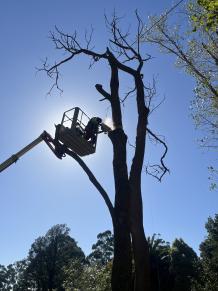 Expert and Sustainable Tree Services in Melbourne 