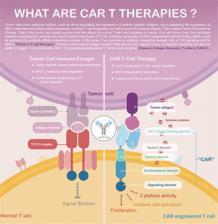 Immunotherapy &amp; Cell Therapy - Creative Peptides