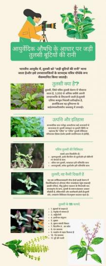 Basil In Hindi - Tulsi, Properties and Benefits of Indian Holy Basil - Fopeez