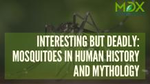 Interesting But Deadly_ Mosquitoes in Human History and Mythology