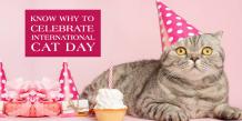 Know Why to Celebrate International Cat Day - CanadaVetCare