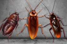 Bugs & beetles that look like cockroaches