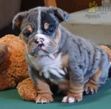 Buy English Bulldog Puppy - Daisy - Pets Shopping Online