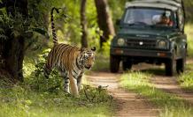 Jim Corbett Safari