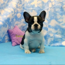 French bulldog Puppy-Jod | French Bulldog Puppies for sale | Puppies