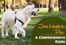 Joint Health for Pets: A Comprehensive Guide