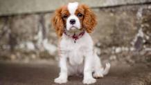 Cavalier King Charles Spaniel for Sale NYC | Central Park Puppies