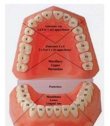 Bonham Sunshine Dental and Implant Center, 207 E 6th St, Bonham, TX 75418, US - MapQuest