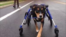 Dog Wheelchairs – Some Basic Information