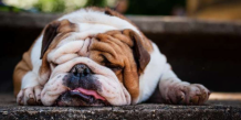 5 Best Dog Breeds For Lazy Dog Lovers | DogExpress