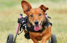 Why Your Doggie Needs A Dog Wheelchairs