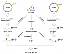 LncRNA Pull-down Assay - Creative Biogene IntegrateRNA