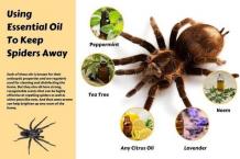 Spiders - Frequently Asked Questions | Pest Quit