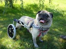 Dog Wheelchairs – Keep Those Doggies Rollin!