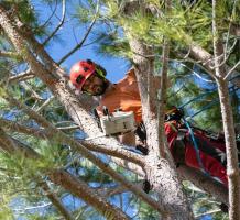 Commercial Tree Services | North Eastern Tree Service