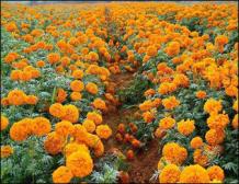 Marigold (Tagetes erecta) - Genda uses, benefits and Ayurveda Properties