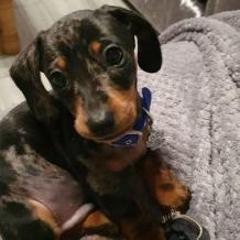 beautifulpuppiesforadoption - beautifulpuppiesforadoption specializes in well socialized, happy, healthy Dachshund puppies in all coats &amp; colors. Our Kennel is AKC &amp; USDA inspected! Call us!&quot;