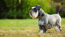 Miniature Schnauzer Puppies for Sale - NYC | Central Park Puppies