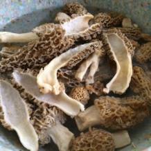 Home - MOREL MUSHROOMS NEAR ME