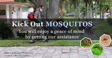 A complete solution to eradicate mosquitoes