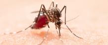 Mosquito Treatment &amp; Mosquito Control Gold Coast And Brisbane