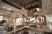 What Makes Our Museum Display Cases Special? - Glasshaus Displays