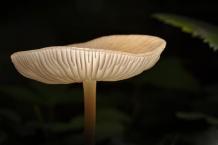 4 Health Benefits Of Magic Mushrooms