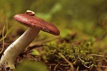 Shop Psilocybin Mushrooms Online | House Of Shrooms