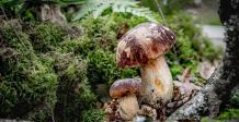 What is Magic Mushroom And How It Can Expand Your Mind