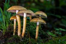 What Is Psilocybin Mushrooms And How It Affects Human Mind