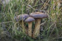 What Exactly Psilocybin Mushrooms Are ?