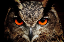 Owl Ventures is Looking at Global Edtech Market with $585 Million New Funds
