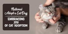 National Adopt a Cat Month : Embracing Joy of Cat Adoption - CanadaVetExpress - Pet Care Tips