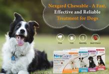 Nexgard – A Fast, Effective and Reliable Treatment for Dogs