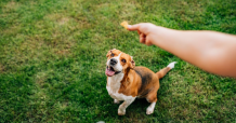 CBD Hemp Bone Treats For Dogs That Will Fix Their Health Issues - Everlasting Life CBD Store