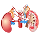 Kidney Treatment in Ayurveda| Ayurvedic Medicine | Treatment Center