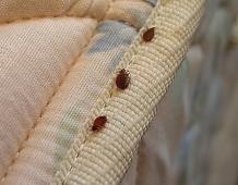 What You Need To Know Before You Try To Exterminate Pests On Your Own Toronto