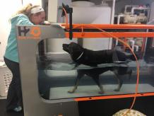 Why an Underwater Treadmill is the Perfect Fitness Solution for Dogs with Joint Pain