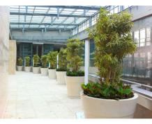 Luwasa The Best Plants Hire Melbourne Talking About Plants And Decorating Ideas - FREE Press Release