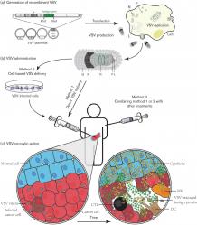 Oncolytic Vesicular Stomatitis Virus Service - Creative Biogene QVirus™ Platform