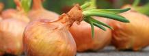 How To Grow Onions - Planting, Harvesting, And Storing : Gardening Mantras